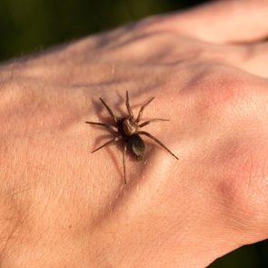 spider on hand