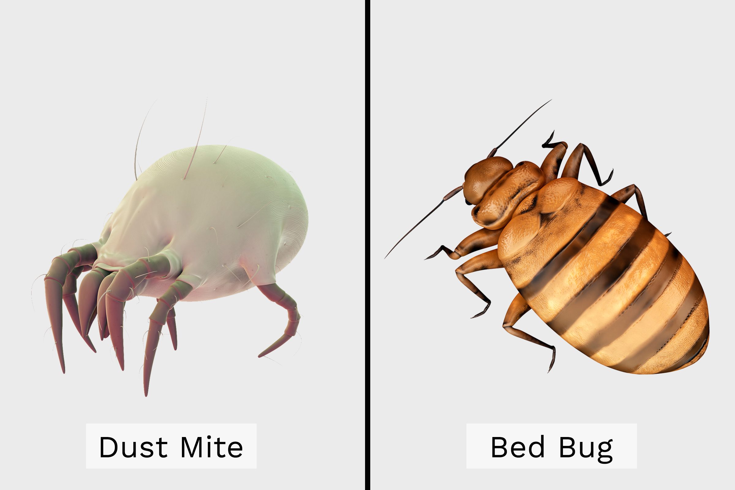 Dust Mite Vs Bed Bug Side By Side Illustration
